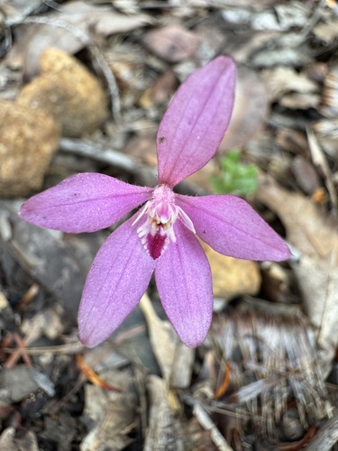 Image of Caladenia reptans by (c) pimelea, some rights reserved (CC BY)