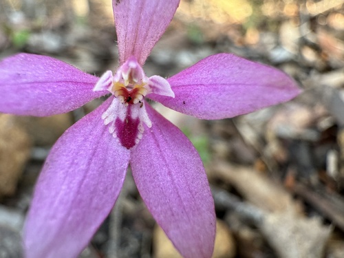 Image of Caladenia reptans by (c) pimelea, some rights reserved (CC BY)