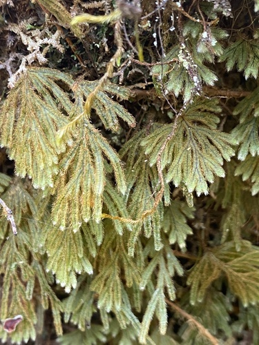 Hymenophyllum obtusum observed 2024-09-13