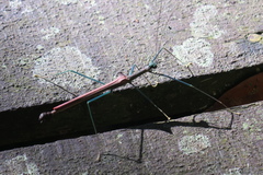 Marmessoidea vinosa