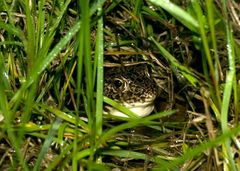 Lithobates areolatus circulosus