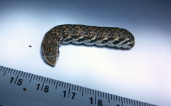 Proserpinus proserpina