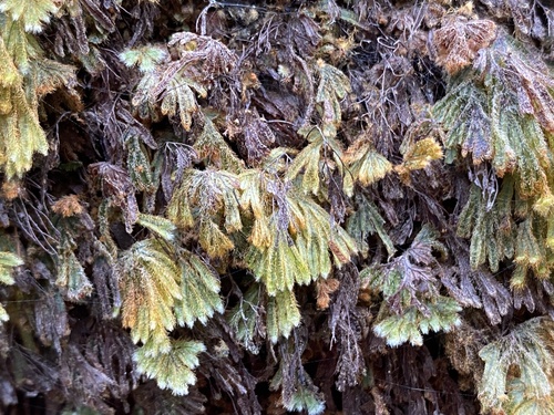 Hymenophyllum obtusum observed 2024-09-19