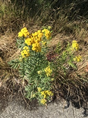 Tanacetum vulgare