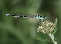 Ischnura perparva