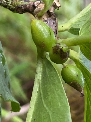 Wikstroemia oahuensis observed 2024-09-13