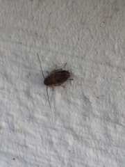 Ectobius lapponicus