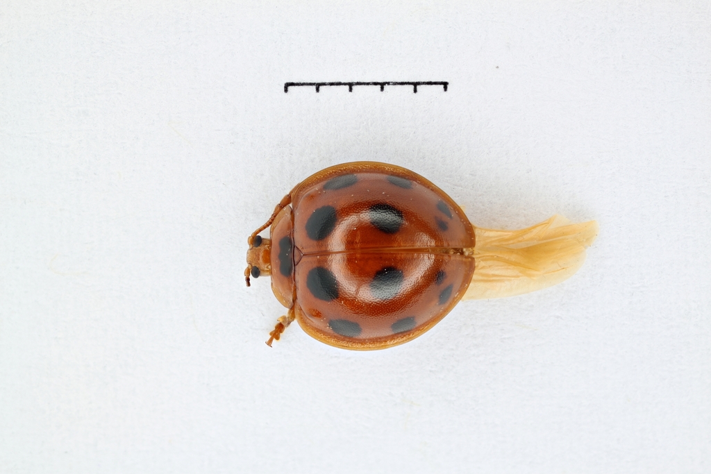 Cyclotoma borneensis