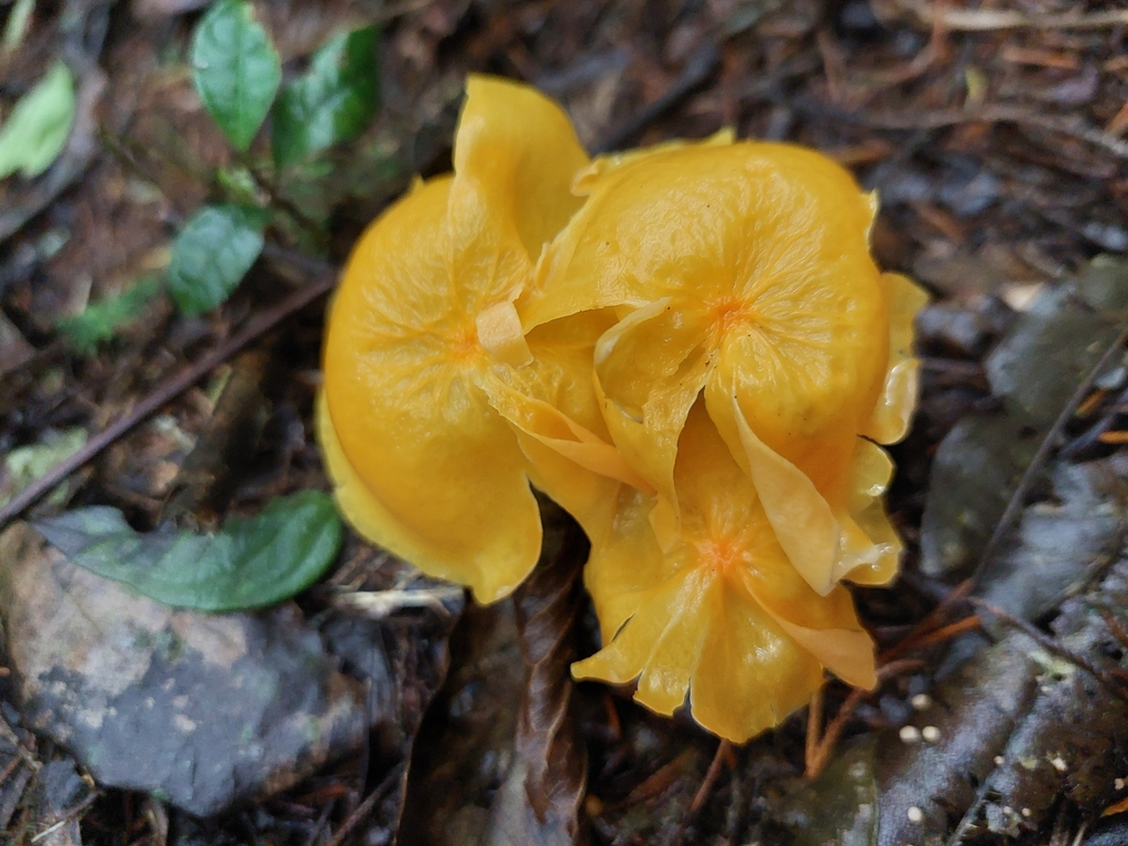 Marasmius hymenogloeus · May 2024 · photo: © danielmesa1 (iNaturalist, cc-by)