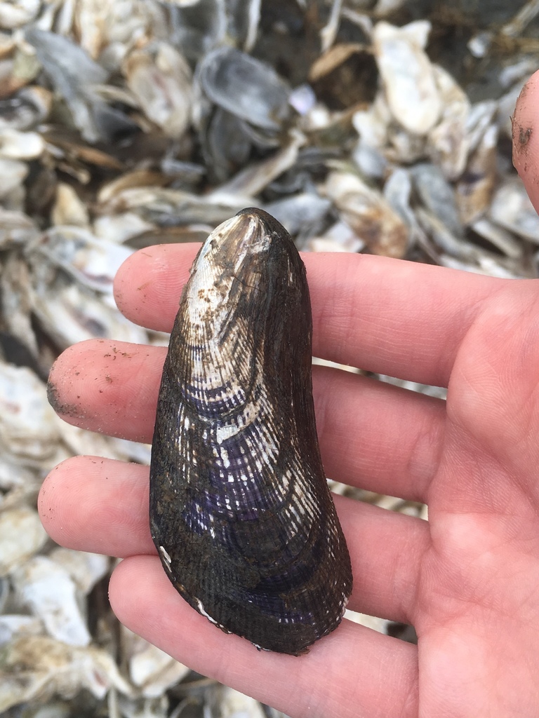 ribbed mussel