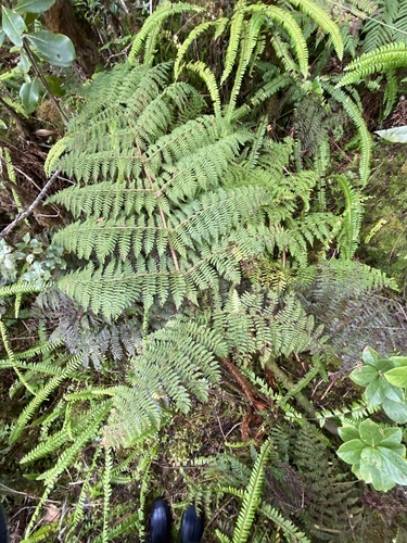 Dryopteris unidentata observed 2024-09-13