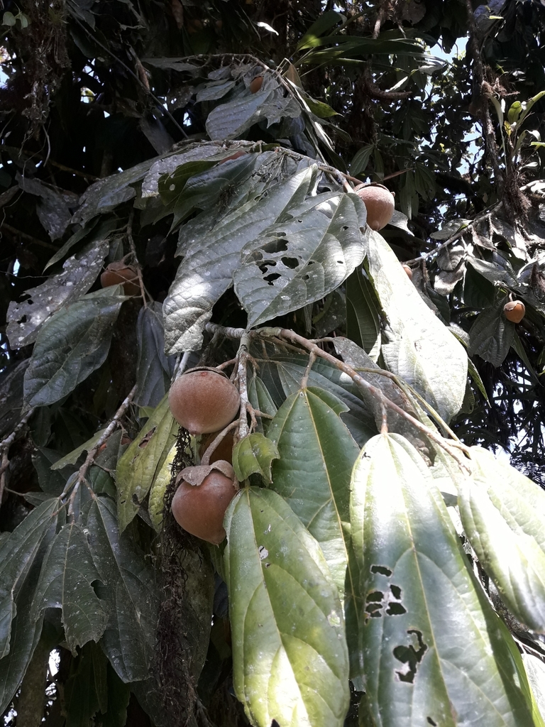 Matisia malacocalyx