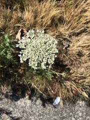 Daucus carota