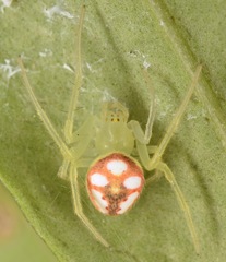 Araneus guttulatus