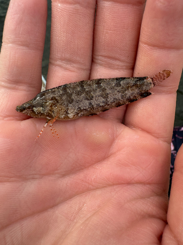 Marbled blenny (Paraclinus marmoratus) — Labrisomidae — 5