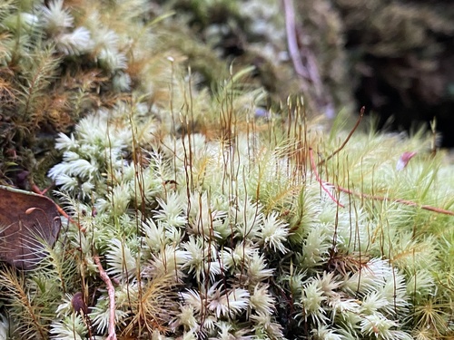 Leucobryum gracile observed 2024-09-13