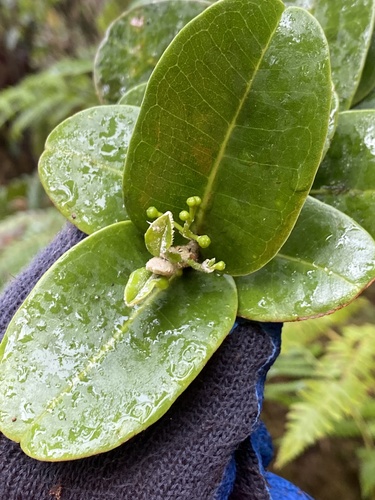 Melicope sessilis observed 2024-09-13