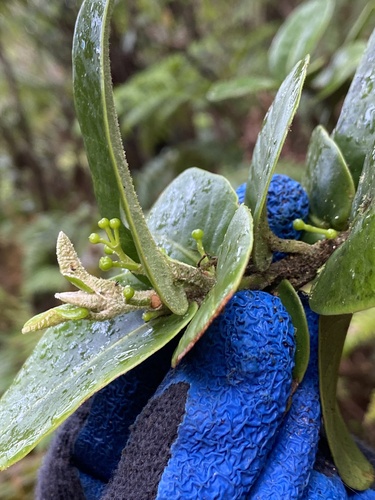 Melicope sessilis