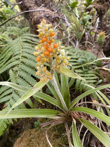 Astelia menziesiana observed 2024-09-12