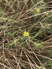 Centromadia fitchii