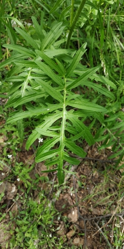 Didžiagalvė bajorė nuotrauka