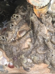 Phragmatopoma caudata