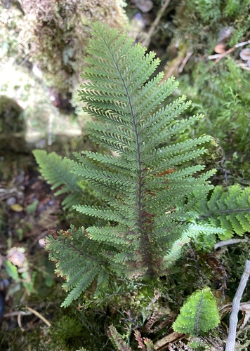 Adenophorus tripinnatifidus observed 2024-09-12