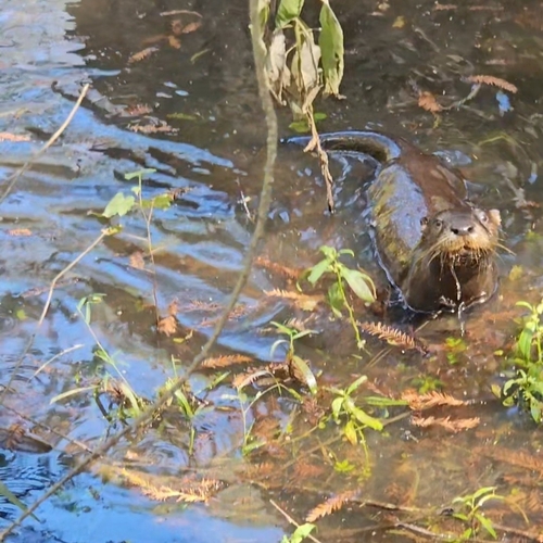 North American River Otter photographed in Mississippi