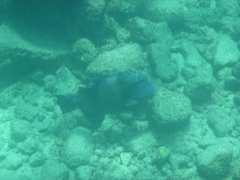 Pseudobalistes naufragium