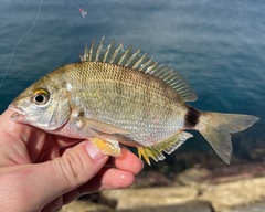 Annular Sea Bream photo 3