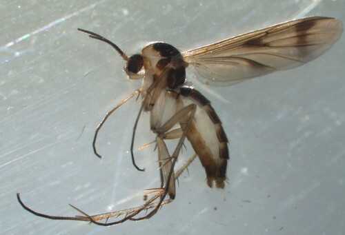 Leia striata