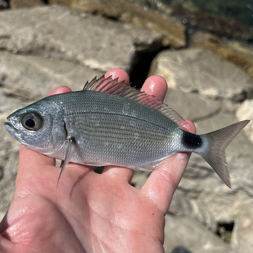 Saddled Seabream