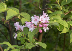 Weigela hortensis