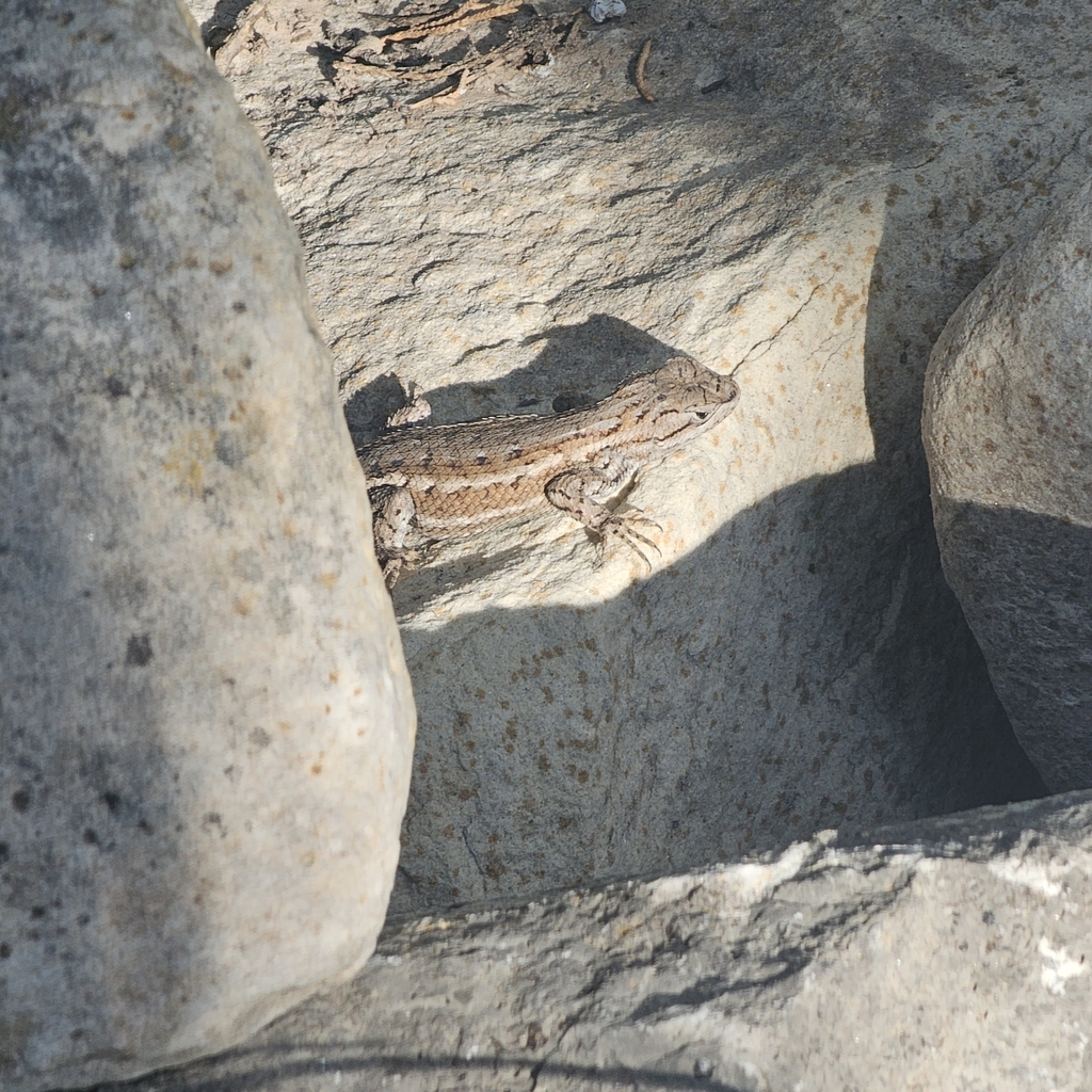 Plateau Fence Lizard