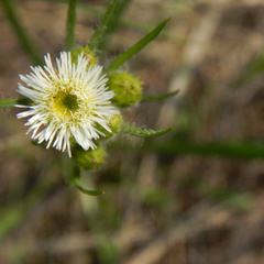Erigeron lonchophyllus