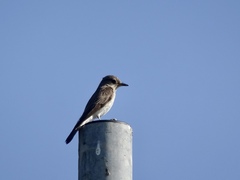 Muscicapa striata tyrrhenica