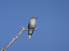 Muscicapa striata tyrrhenica