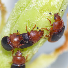 Caplothorax melanopterus