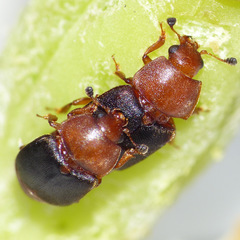 Caplothorax melanopterus