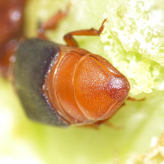 Caplothorax melanopterus