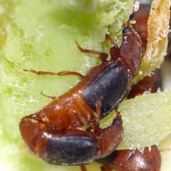 Caplothorax melanopterus