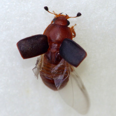 Caplothorax melanopterus