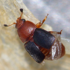 Caplothorax melanopterus