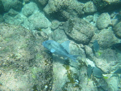 Pseudobalistes naufragium