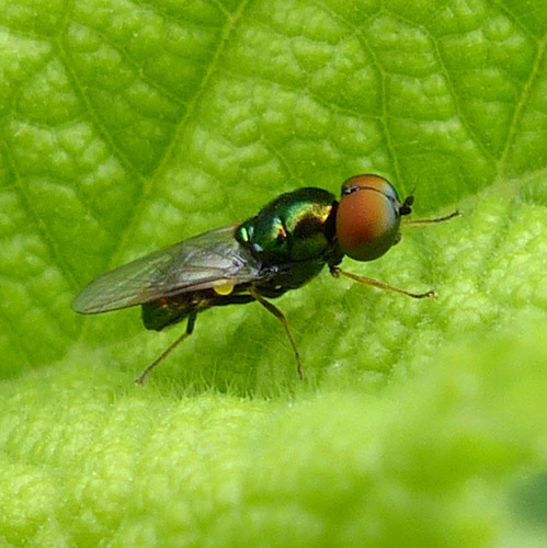 Black-horned Gem Fly, photo 2 of 7