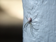 Floronia bucculenta