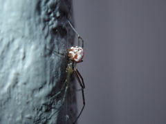 Floronia bucculenta