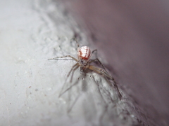 Floronia bucculenta