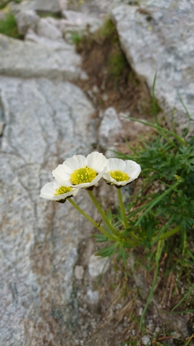 iskerník ľadovcový (Ranunculus glacialis)