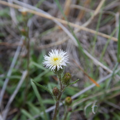 Erigeron lonchophyllus